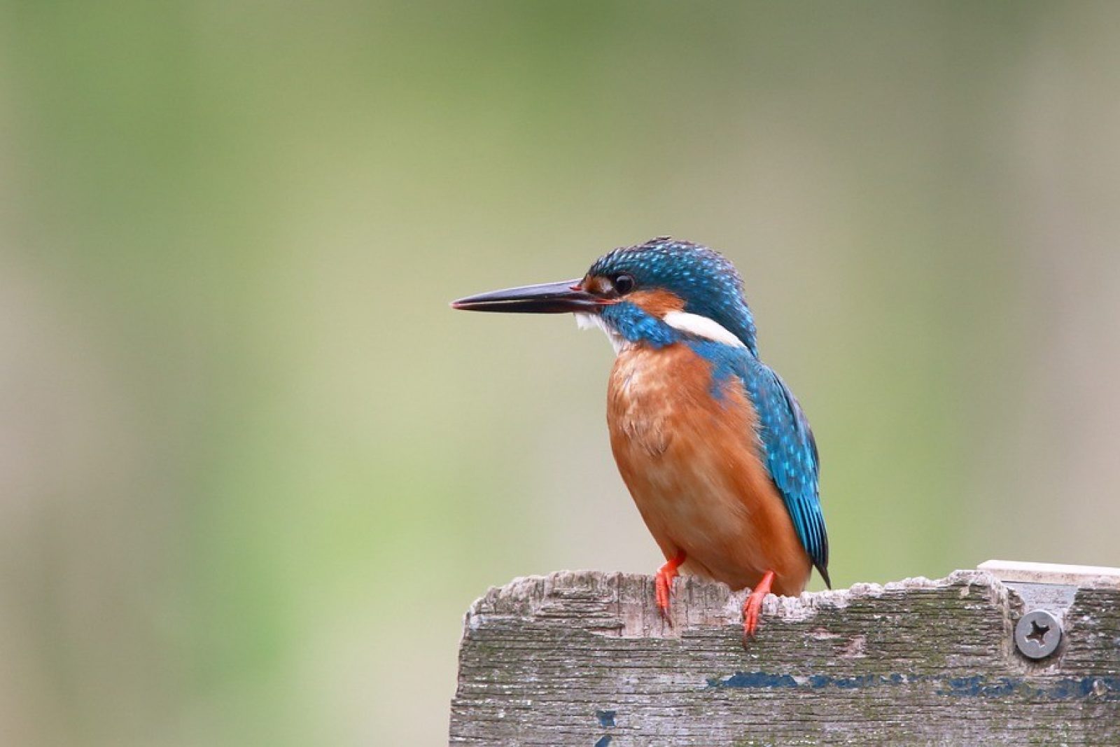 Surrounding Nature & Wildlife – November