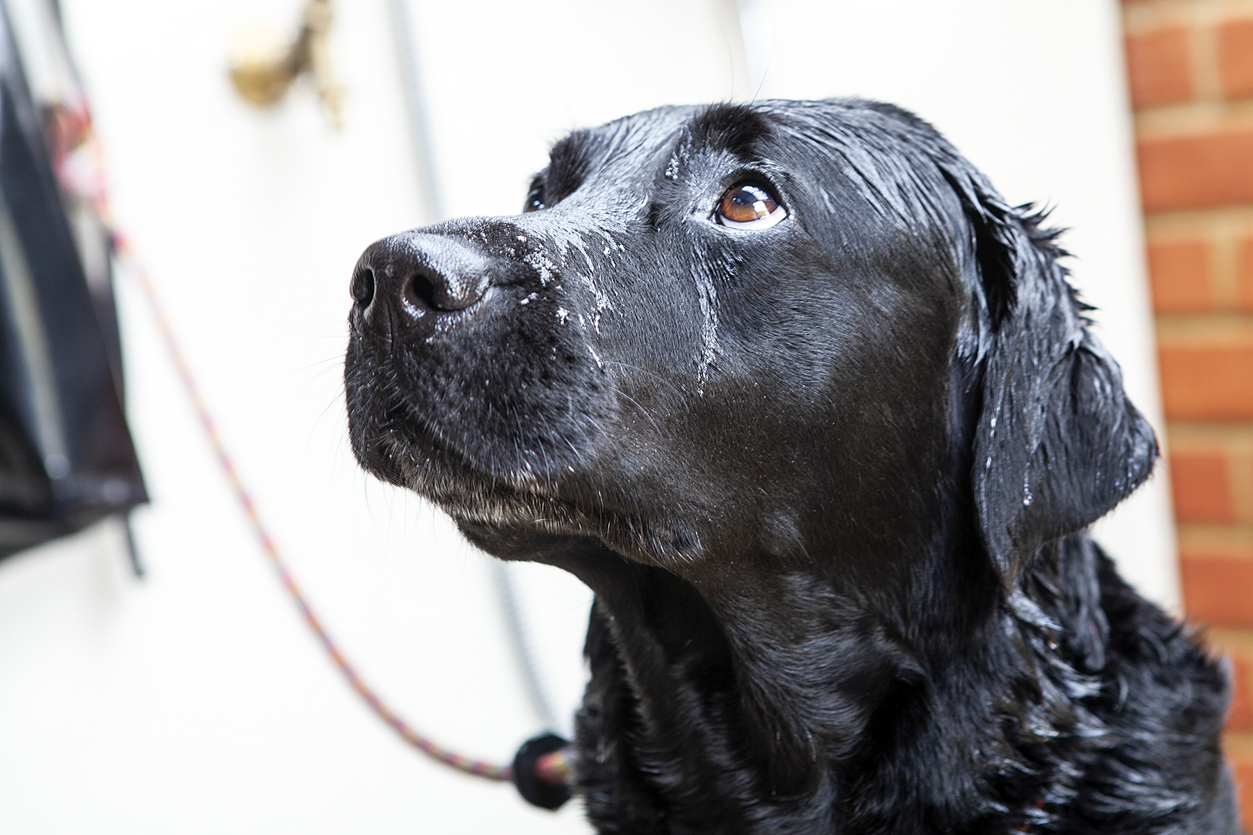 Dog shower at south lytchett