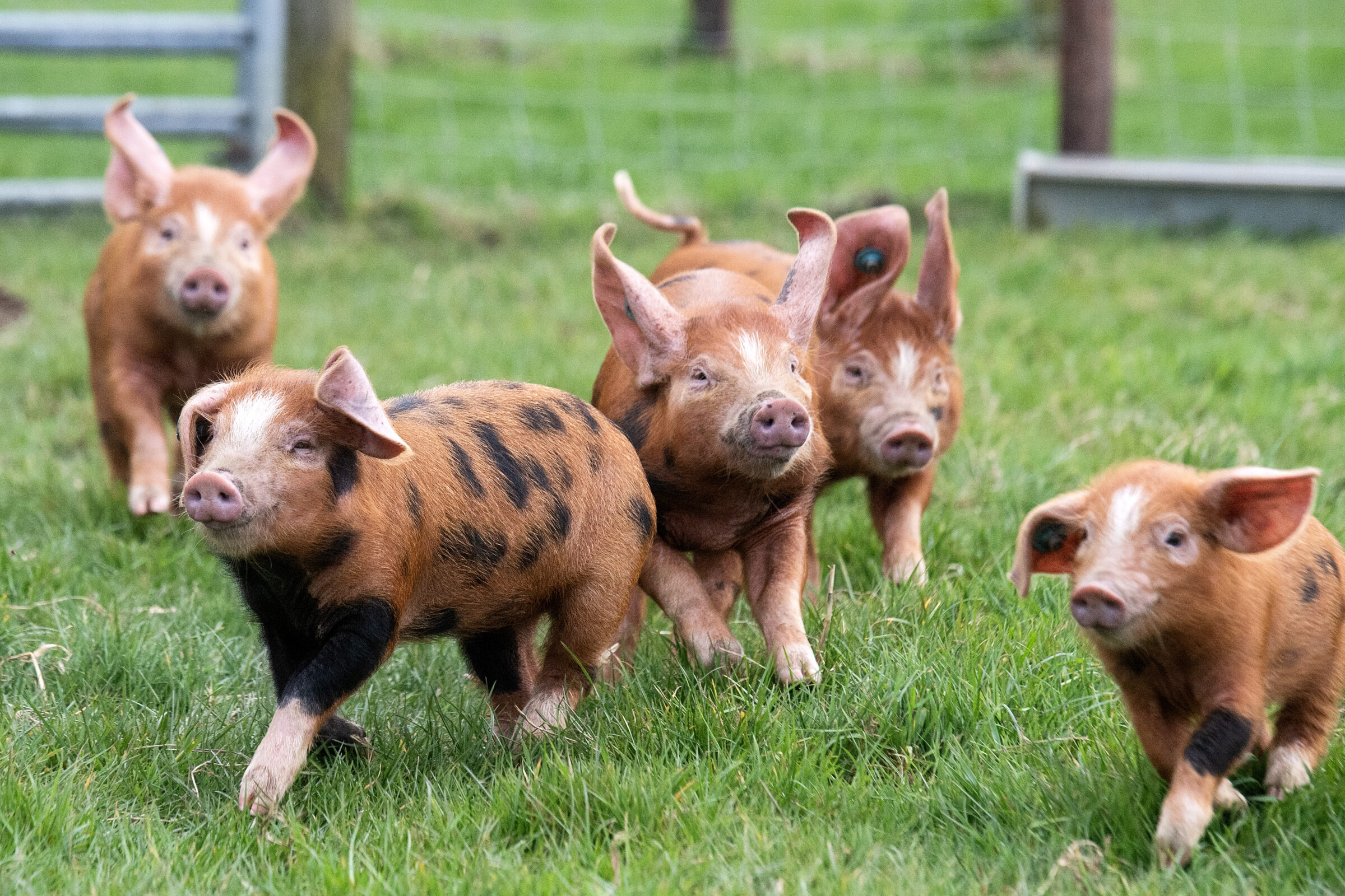 Piggy playtime at Farmer Palmers