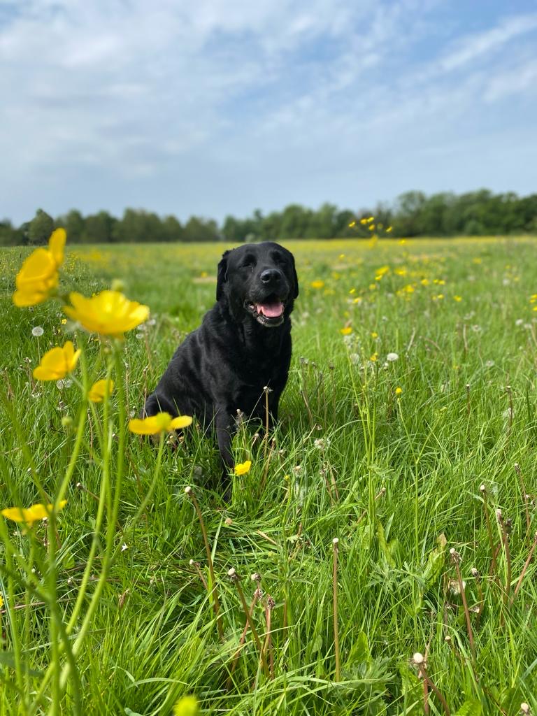 dog friendly camping and caravan park in dorset