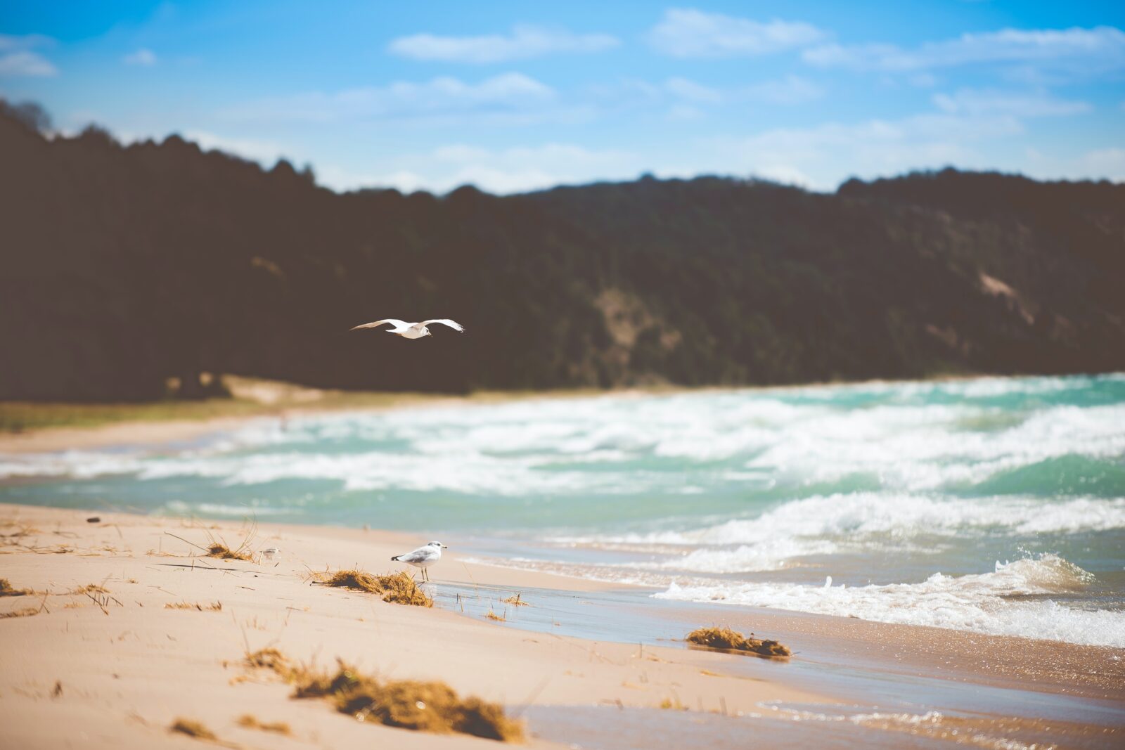 Discovering Dorset’s Hidden Beaches: A Local’s Guide