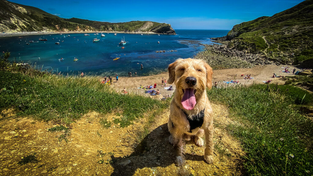 Dorset Dog adventures