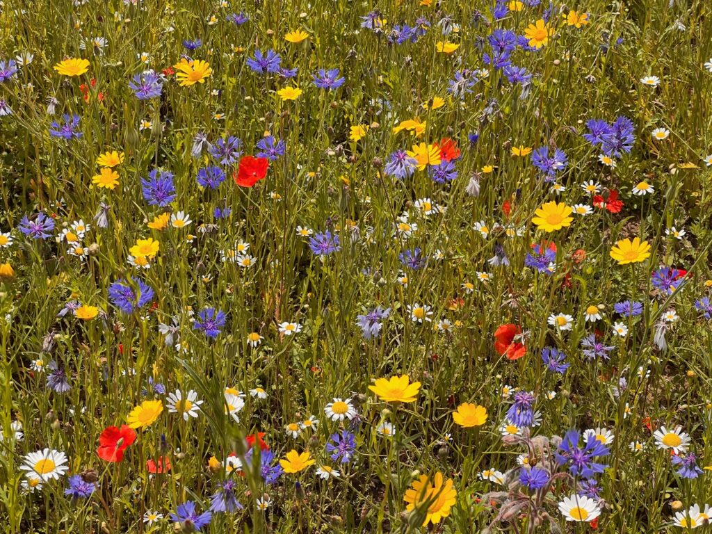 Wild flower meadow at South Lytchett Manor