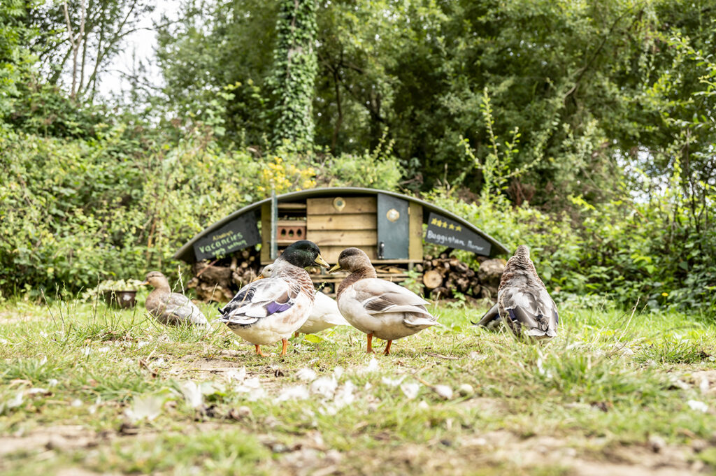 Bug Hotel and Ducks at South Lytchett Manor