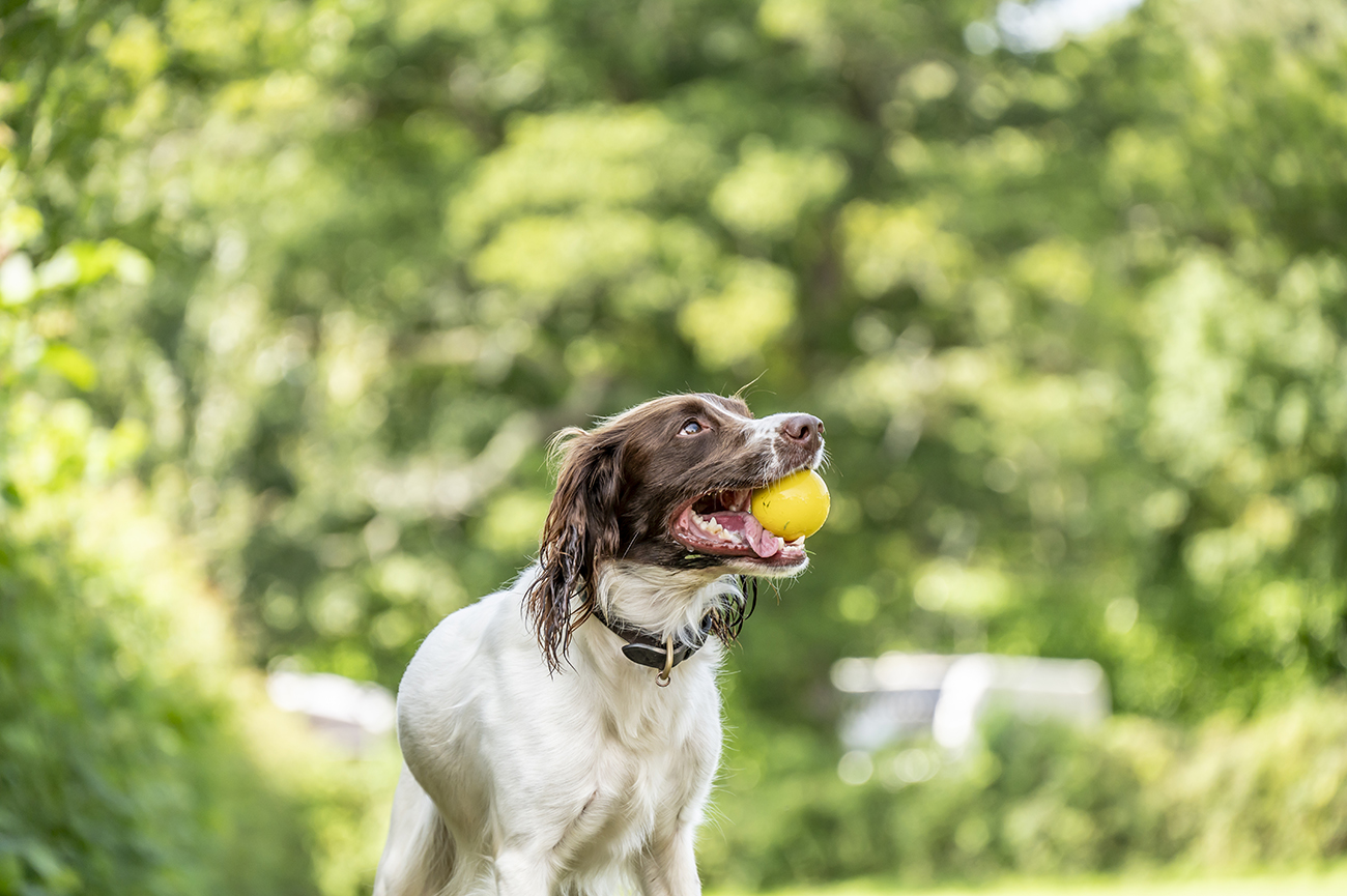 Dog enjoying the off lead area at the park