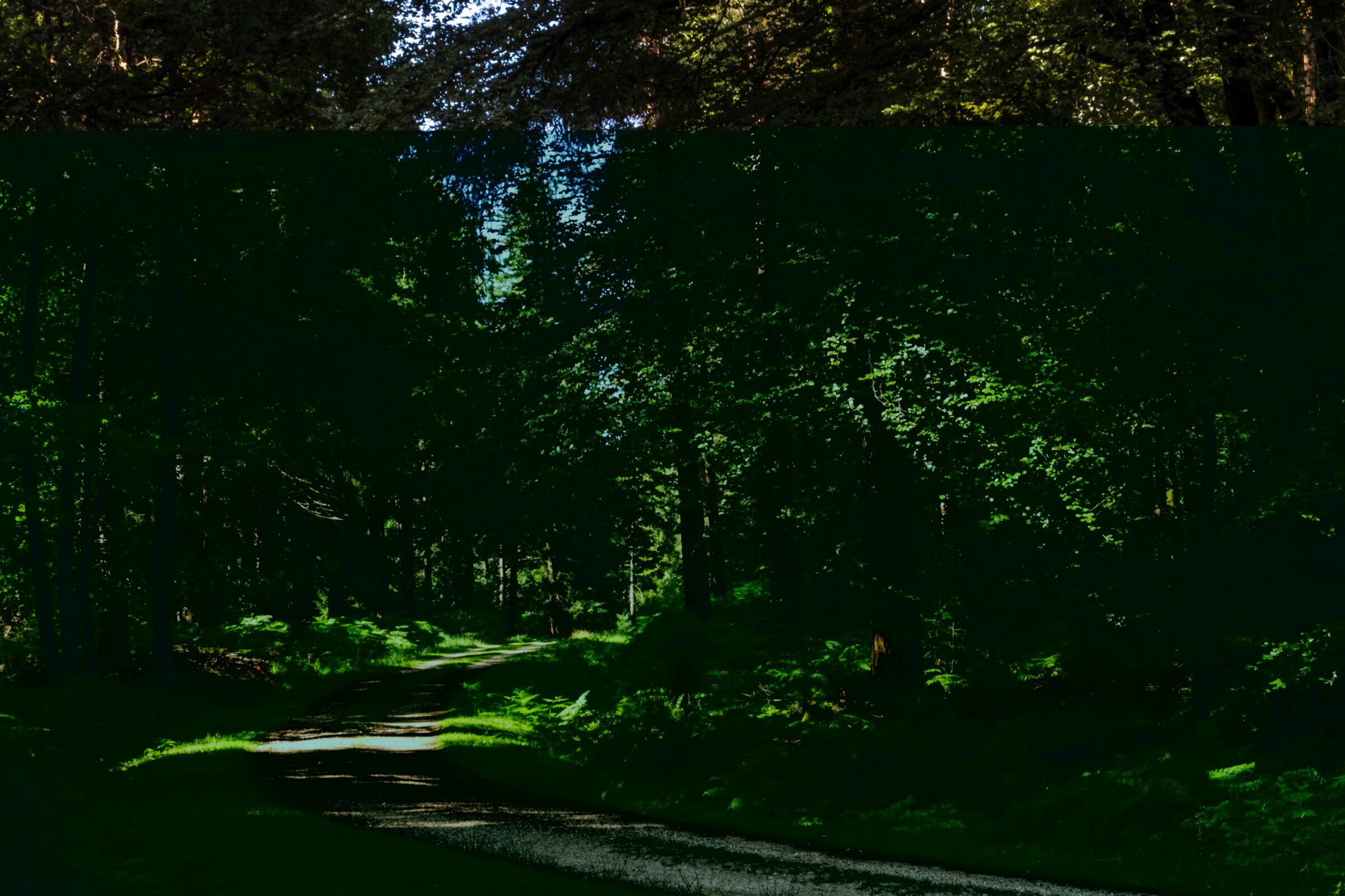 Enjoy a walk or cycle in the New Forest