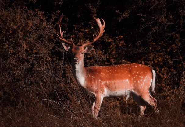 Stag in the New Forest