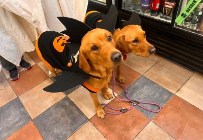 Halloween fancy dress competition at South Lytchett Manor
