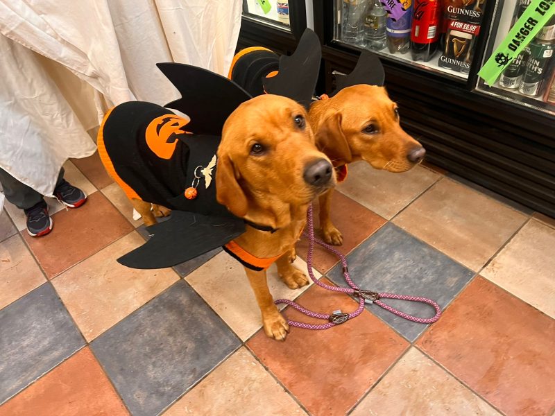 Halloween fancy dress competition at South Lytchett Manor