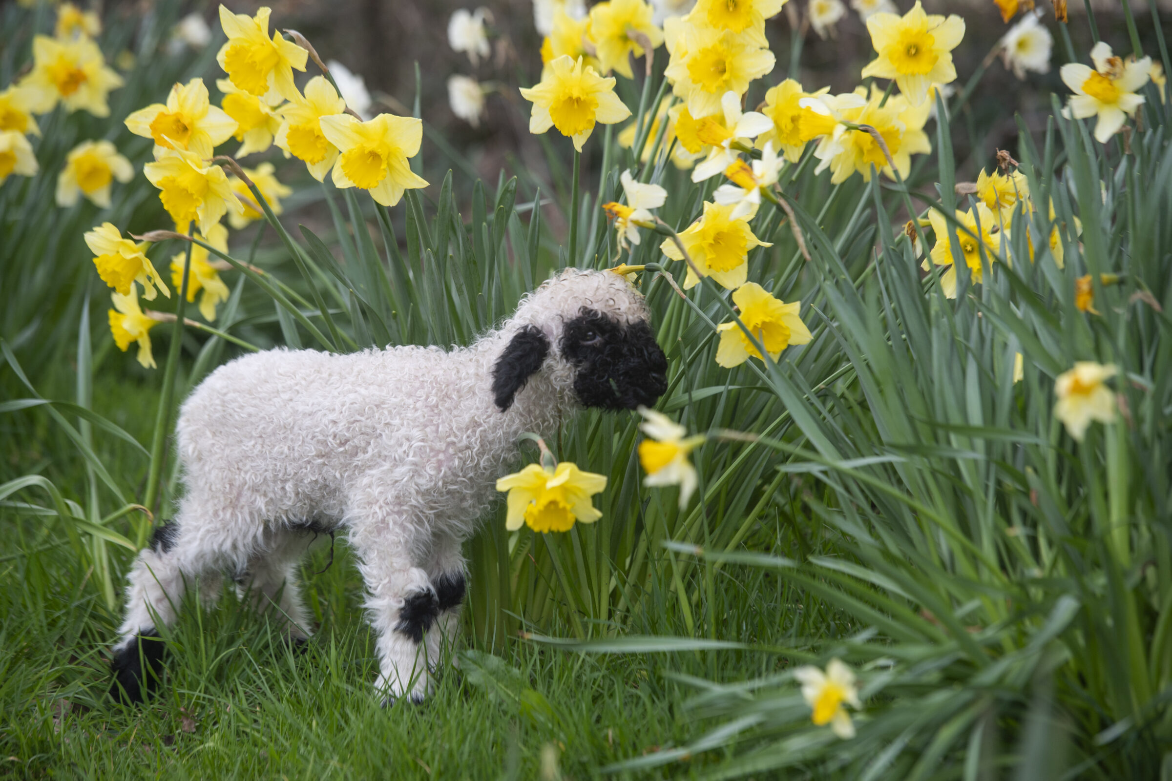 Bottle feeding lambs at Farmer Palmers