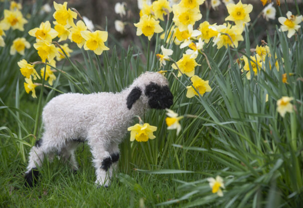 Bottle feeding lambs at Farmer Palmers