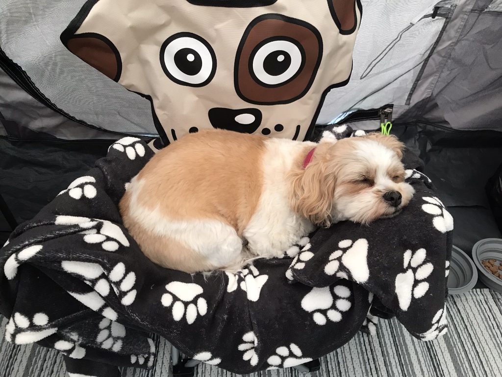 Time for a snooze after a busy day exploring Dorset