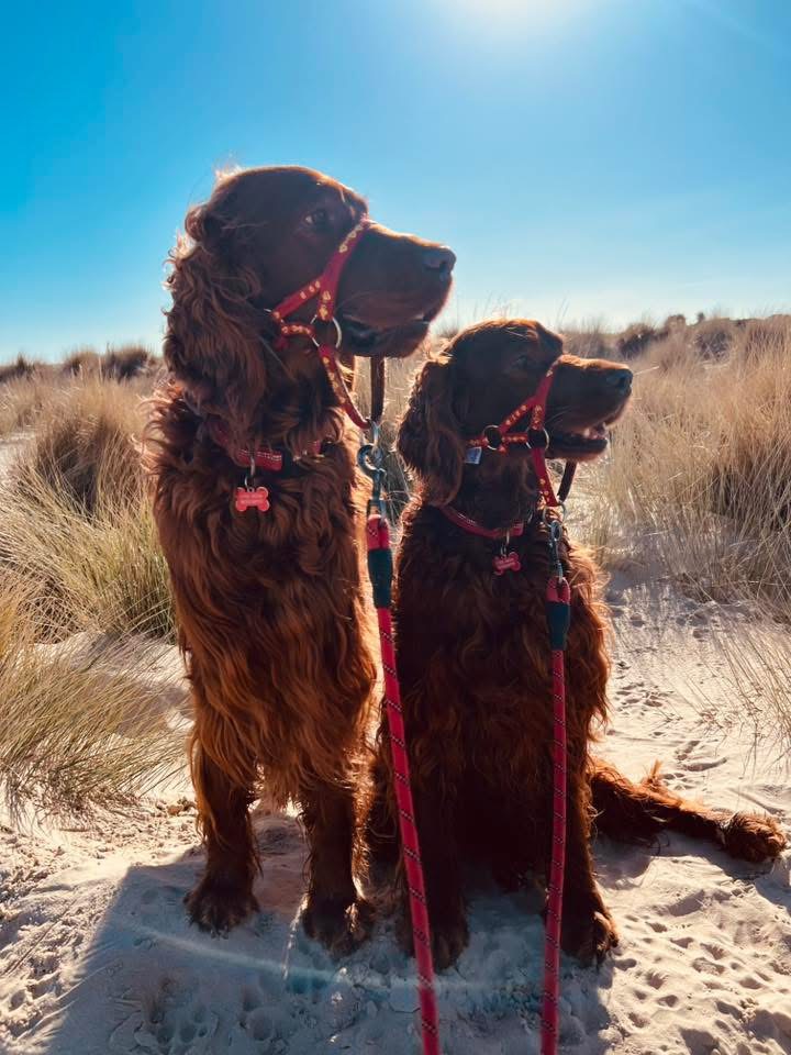 Red setters enjoying a day at the beach