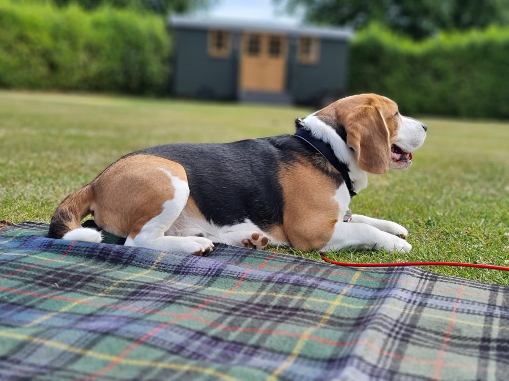 Beagle enjoying a glamping stay in the Shepherd Huts