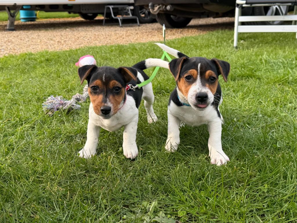 Jax and Gyp pups enjoying their first holiday