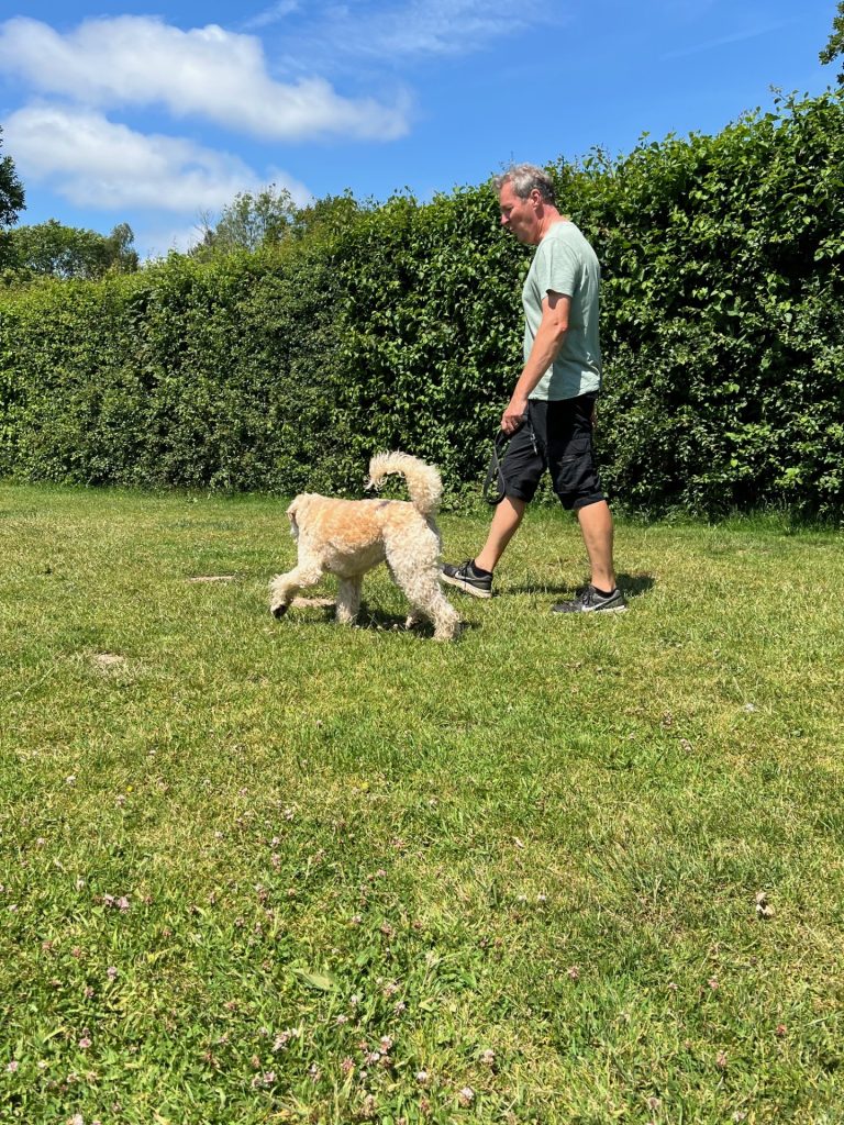 Off lead exercise at South Lytchett Manor