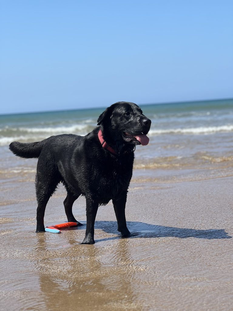 Tailwagging beach adventures just a short drive from the park