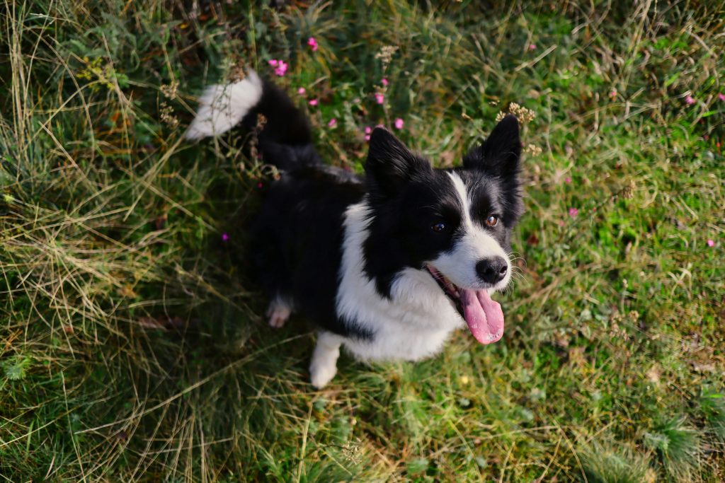 South Lytchett Manor is a dog friendly campsite near Poole Dorset