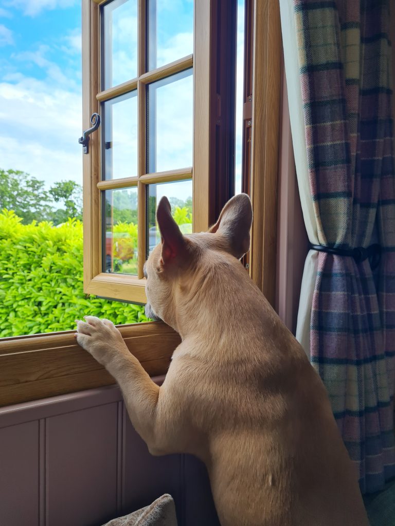 Glamping dog at South Lytchett Manor