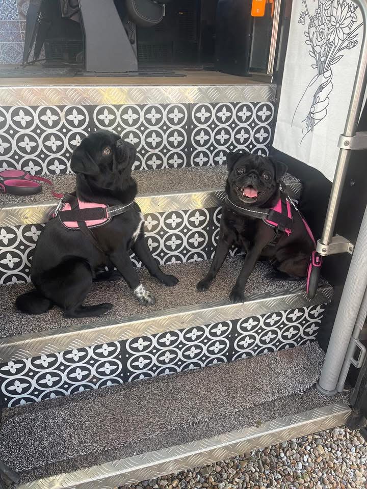 Pugs enjoying a stay at South Lytchett Manor