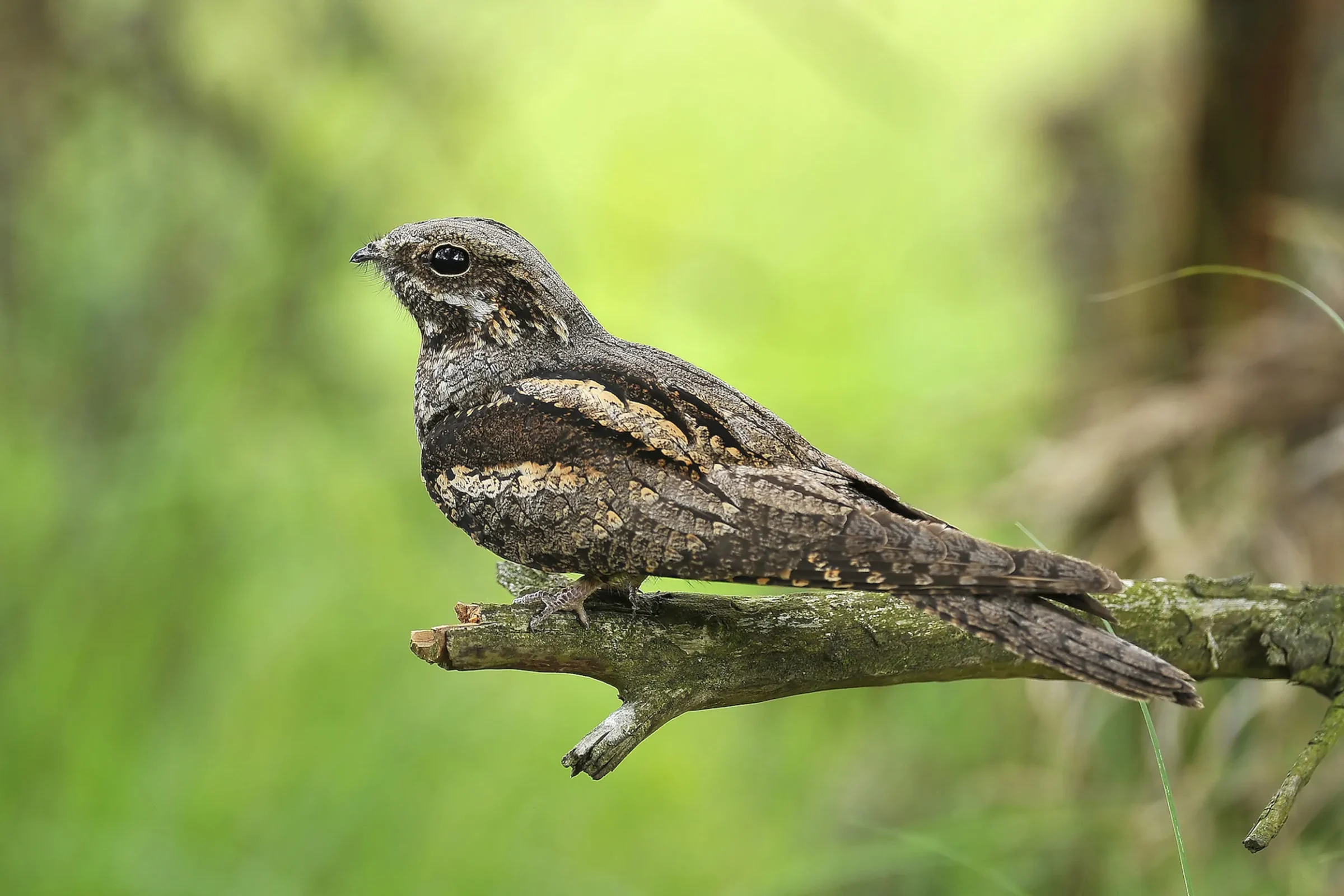 Nightjar at RSPB Arne, just a short drive from South Lytchett Manor