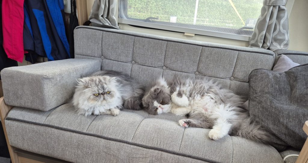 Cats are welcome too at South Lytchett Manor
