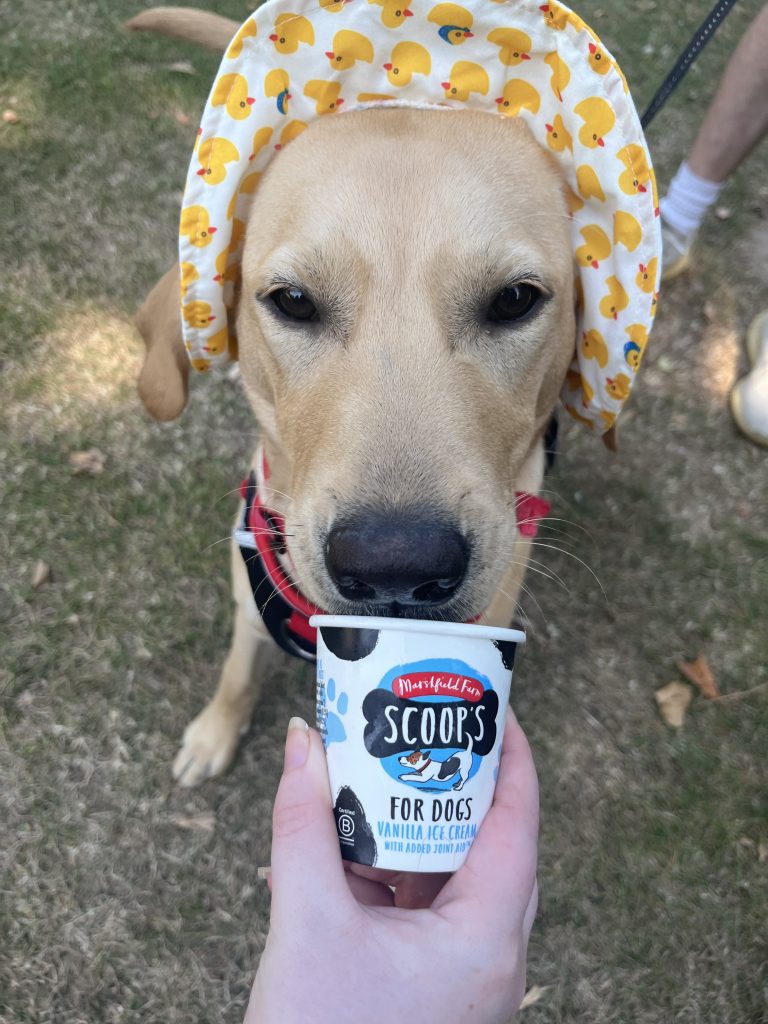 Mashed Potato enjoying a dog friendly ice cream from Cafe at the Gates, South Lytchett Manor