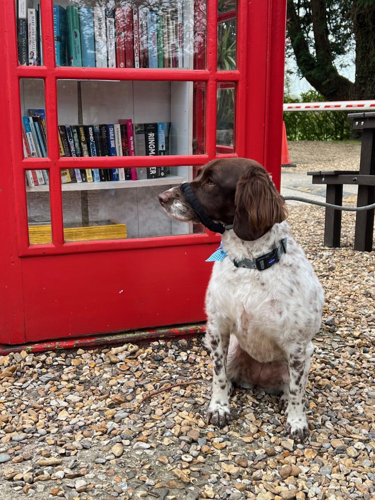 South Lytchett Manor is a dog friendly campsite in Dorset