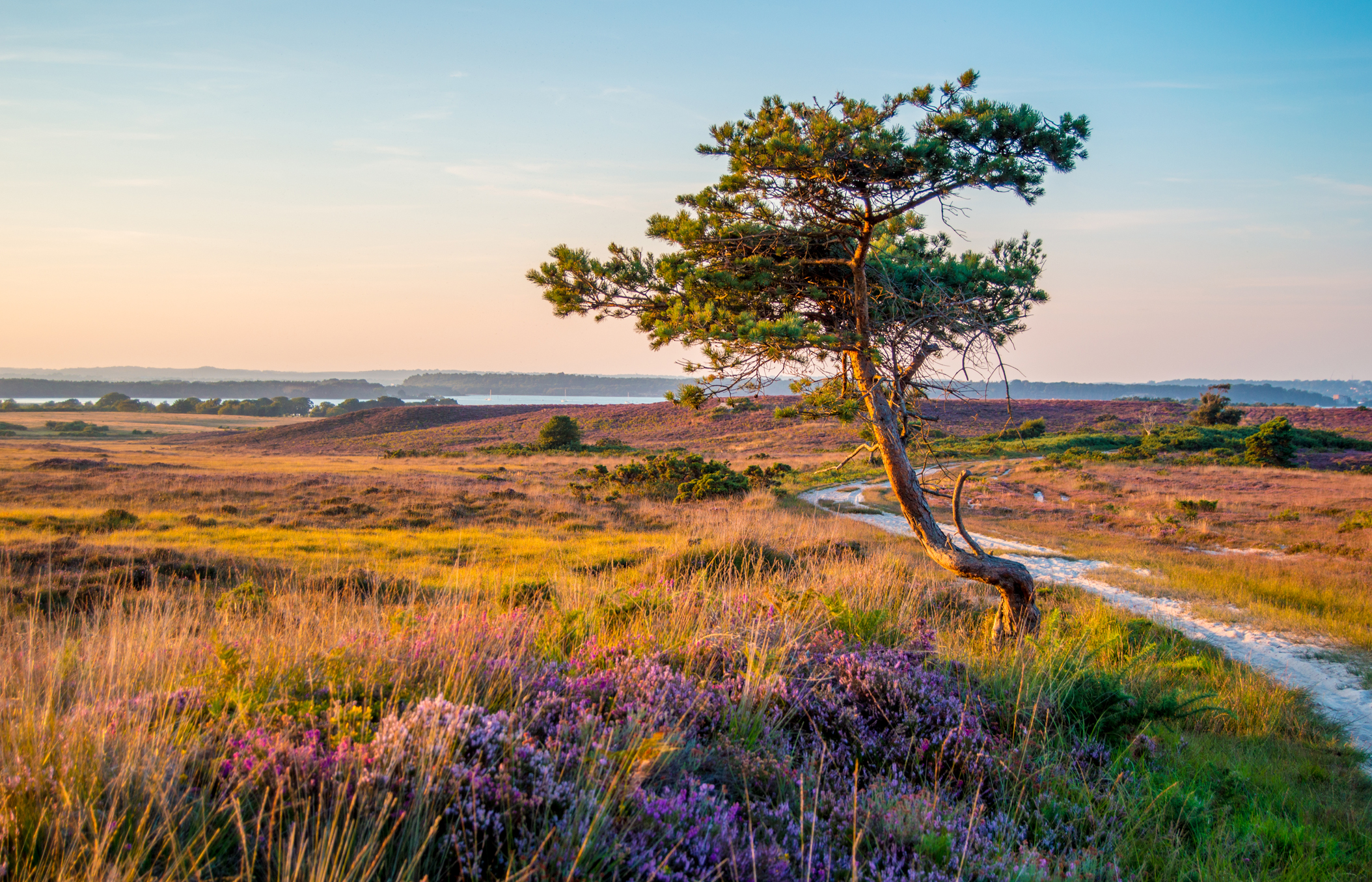 Stunning autumn heath at Studland Dorset