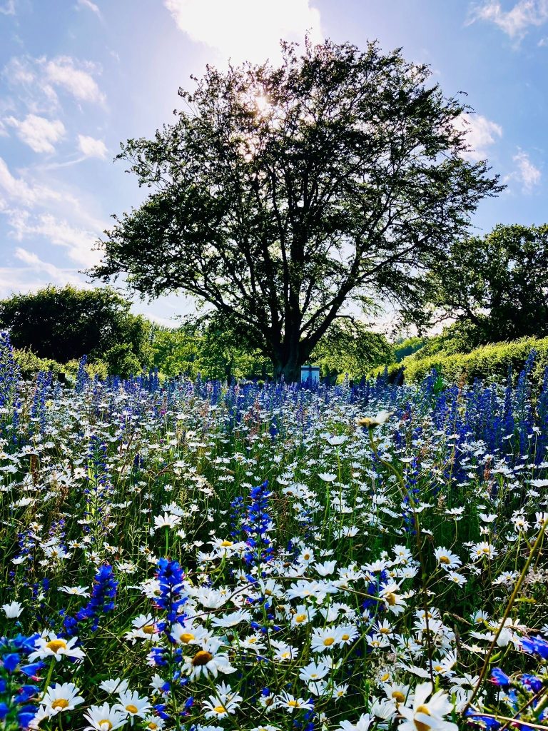 Beautiful wild flower meadow at South Lytchett Manor